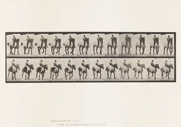 Tavola 600. Trotto; Senza sella; Grigio scuro Dusel