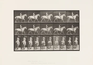 Tavola 603. Trotto; Sella; Cavallo Grigio Chiaro Smith