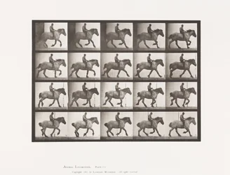 Galoppo lento; Senza sella; Cavallo belga grigio scuro Hansel