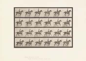 Tavola 616. Trotto; Sella; Cavallo Baio Daisy