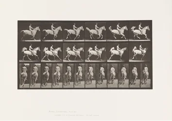 Tavola 622. Galoppo; Sella; Cavaliere, 43, Nudo; cavallo grigio Smith, 1885