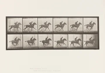 Tavola 624. Galoppo; Sella; Cavallo Baio Daisy