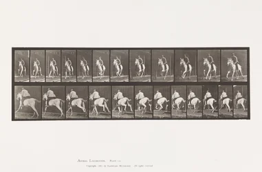 Tavola 630. Galoppo; Sella; Cavalla Grigia Pandora