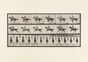 Tavola 632. Galoppo; Sella; Cavallo Purosangue Baio Bouquet