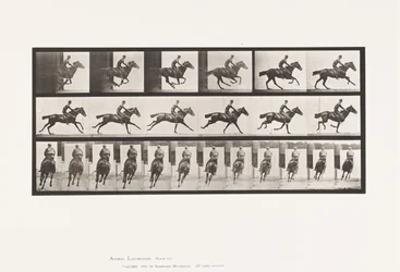 Galoppo; Sella; Cavallo baio purosangue Bouquet