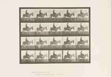 Tavola 666. Asino; Camminando; Sella; Una Ragazza a Cavallo, Zoo