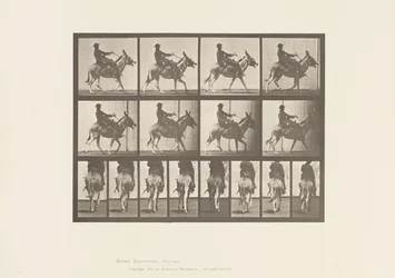 Tavola 668. Asino; Andatura; Sella; Un Ragazzo a Cavallo, Zoo