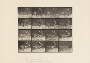 Piastra 682. Daino; maschio; A, al trotto; B, al galoppo