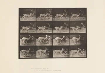 Piastra 684. Daino; A, maschio e femmina; B, due femmine; al trotto