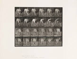 Tavola 703. Cane; Camminata; Mastino Interrotto