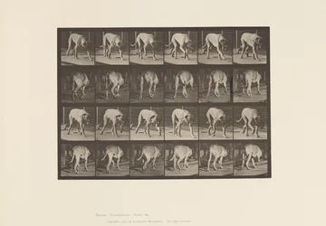 Tavola 704. Cane; Camminata; Mastino