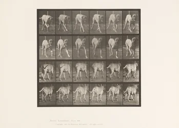 Piastra 705. Cane; Trotto; Mastino