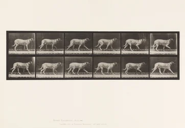 Tavola 706. Cane; Trotto; Mastino