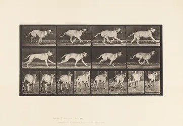 Piastra 707. Cane; Galoppante; Mastino
