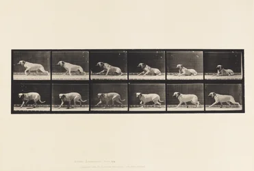 Tavola 714. Cane; Allertato da un Siluro; Mastino-Smith