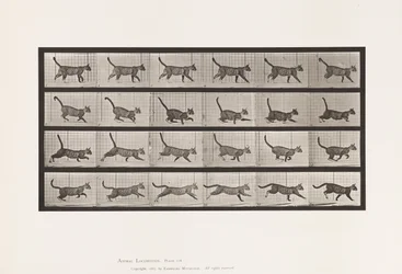 Tavola 716. Gatto; Camminare, Cambiare a Galoppare