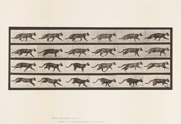Tavola 718. Gatto; Trotto; Passaggio al Galoppo