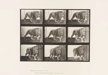 Tavola 721. Leone; Camminare