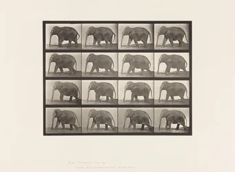 Tavola 732. Elefante; Camminata