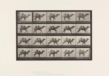 Piastra 740. Cammello bactriano; (giovane), al galoppo