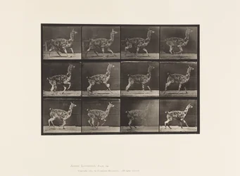 Piastra 743. Guanaco; al galoppo