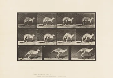 Tavola 751. Canguro; Camminare a Quattro Zampe; Passaggio al Salto
