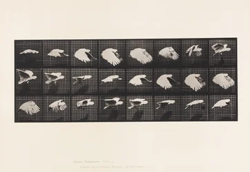 Tavola 759. Cacatua; in volo