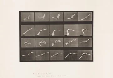 Tavola 760. Cacatua; in volo