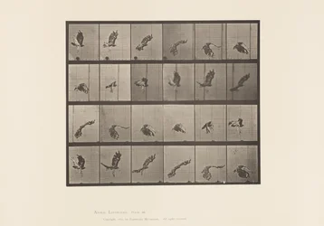 Tavola 763. Poiana codarossa; in volo