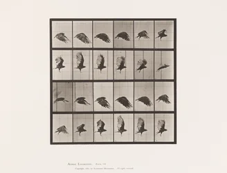Tavola 765. Avvoltoio; Volando