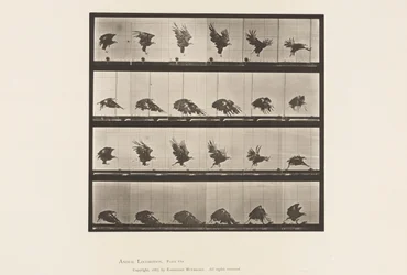 Tavola 770. Aquila americana; Volo vicino al suolo