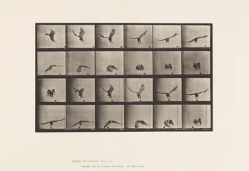 Tavola 771. Aquila americana; Volando vicino al suolo