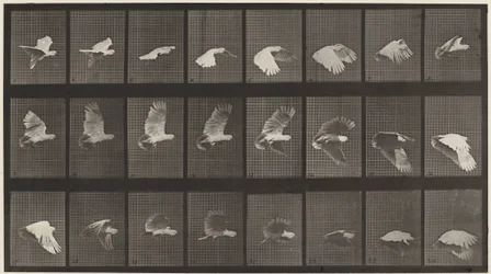 Tavola numero 758. Cacatua in volo, 1887