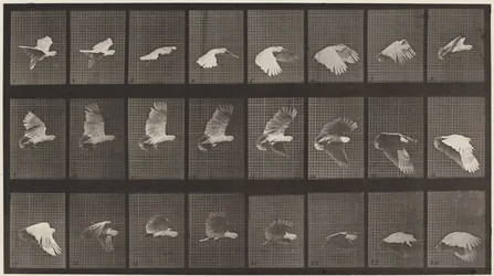 Tavola numero 758. Cacatua in volo