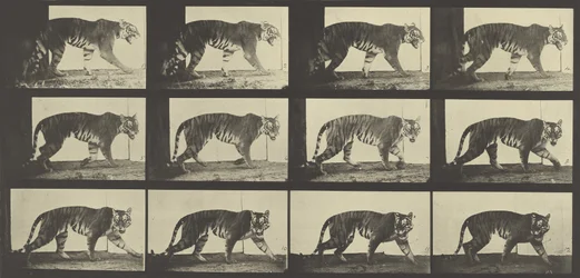 Tigre che cammina, Piatto 729 da Animal Locomotion, 1887