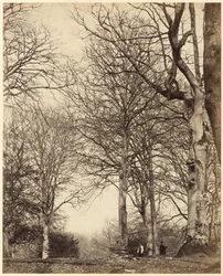 Il faggio della regina Adelaide, 1864 (foto)
