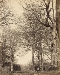 Faggio della Regina Adelaide, 1864