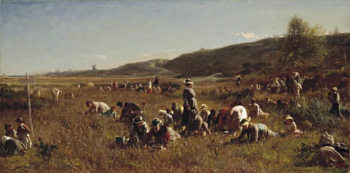 La raccolta dei mirtilli rossi. Isola di Nantucket, 1880