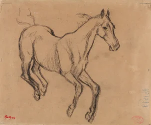 Cavallo al galoppo