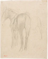 Studi di un cavallo