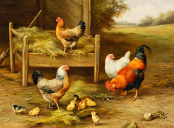 Polli e pulcini che si nutrono