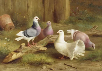 Colombe