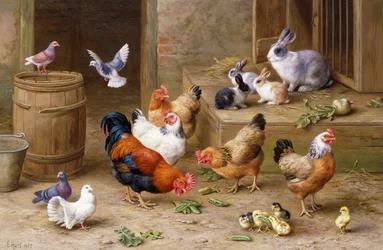 Amici del cortile