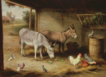 Amici del cortile