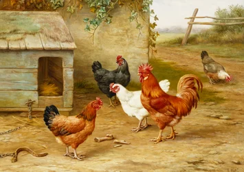 Pollame vicino al canile