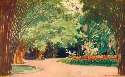 Un boschetto di bambù - Giardini botanici, 1914