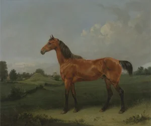 Un cavallo baio in un campo