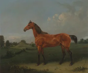 Un cavallo baio in un campo