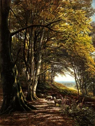Pecore che pascolano in una radura della foresta