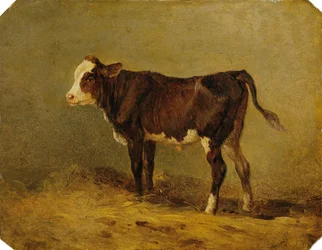 Vitellino